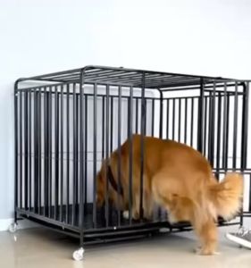 Thickening Square Tube Dog Cage: A Comfortable, Easy-to-Install Solution