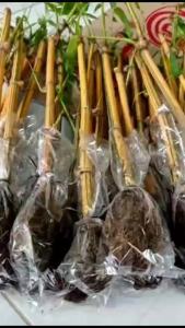 Bibit Bambu Kuning asli cuting stek bonggol bawah siap tanam