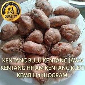 Kentang bulu kentang kleci kentang hitam 1 kilogram