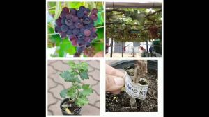 Cây nho giống leo giàn vừa che mát vừa có trái ăn Minh Hân Garden