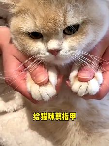 Pet Nail Clipper for Cat Dog Round Hole Grooming Puppy Nail Cutter Scissors Kuku Kucing Ketip 猫狗指甲剪