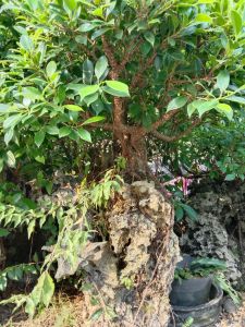 Bonsai Kimeng Prospek sesuai gambar