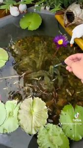 SWEEP (HODICARE) sản phẩm xử lý cá cảnh bị nấm bỏ ăn lờ đờ xuất huyết cắt tảo...