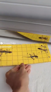 ONE TOUCH NO ESCAPE! lizard killer Strong Adhesive Traps perangkap cicak paling berkesan 5PCS lizard trap glue Freely Cuttable cicak killer pelekat cicak 壁虎贴 Double Sided Sticky Trap