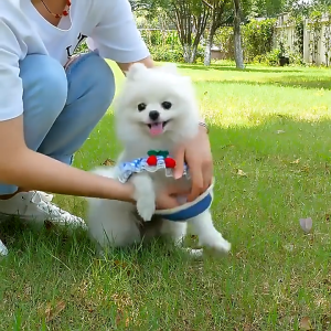 Yếm có dây dắt mẫu caro hoạ tiết thêu cho chó mèo ( Kèm chuông)