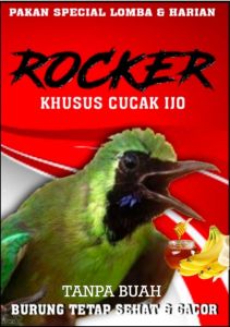 rocker cucak ijo bikin ngetrok vitamin penggacor burung cucak ijo pleci TRUCUKAN cucak kombo burung pemakan buah bagus sehat murah gacor dor Joss terbukti asli