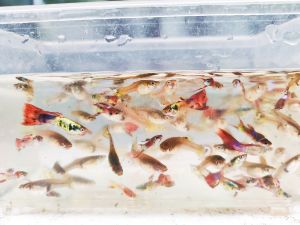 guppy endler fish/ guppy cantik