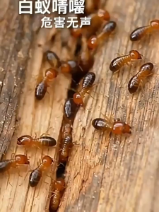 Termite Spray Killer 300g Fast Acting Anti Termite Control Repellent Safe for Home Indoor Outdoor Effective Liquid Termite Killer for Wood Furniture Garden Camping Pest Extermination