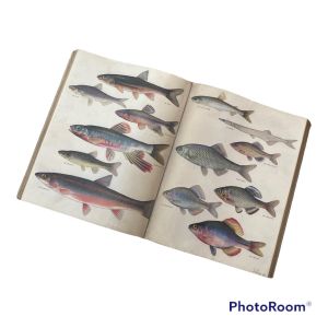 ภาพปลาแขวนผนัง หนังสือปลาแขวน สร้างบรรยากาศแนวทะเล ของตกแต่งแนวทะเล ของตกแต่งบ้าน ของแต่งบ้านแนวทะเล พร็อพตกแต่ง