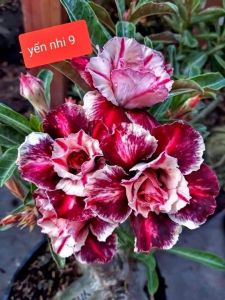 Adenium Kemboja Bonsai ID:YEN NHI 9 (926)富贵花