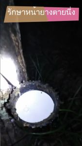 พาราโกลด์ ปูยอินทรีย์ น้ำหมักทาหน้ายาง ยาทาหน้ายาง ปูยทาบำรุงหน้ายางพารา เพิ่มน้ำยาง เพิ่มเปอร์เซ็นต์ และรักษาหน้ายางตายนึ่ง 1 ลิตร