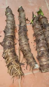 Ráy voi trồng kiểng