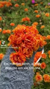 Hoa Mười Giờ 1 kg Cành Thái Kép MÀU CAM MỚI Cành Tơ Siêu Khỏe Ra Rễ Sau 3 Ngày Công Ty TNHH Phân Phối Online Click 24 Giờ