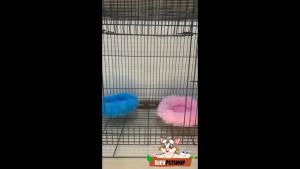 DJEVPETSHOP Sleeping Pouch Bulat Mini Cocok Untuk Sugar Glider Hamster Anak Kucing Anjing