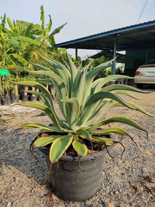 อากาเว่ปากนกแก้วด่าง ต้นใหญ่ พร้อมกระถาง 15 นิ้ว