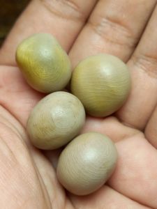 batu buah bambu puser bumi