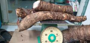 Củ bạc hà núi 5kg mọc ở núi Cấm tự nhiên