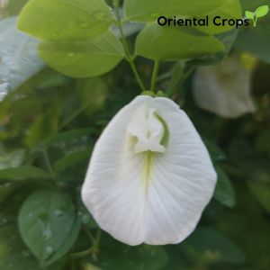 white ternatea seeds for planting herb plant