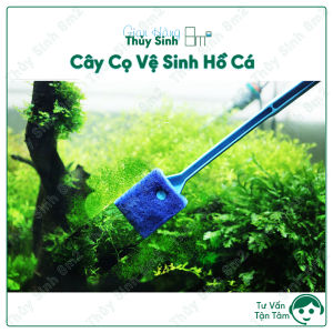 Cọ Vệ Sinh Hồ Cá Cây Vệ Sinh Hồ Cá Mút Bọt Biển | 8m2