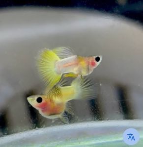 Yellow Pingu Shortbody Glassbelly Guppy 1 Pair