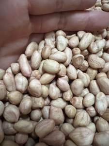 🌱เมล็ดถั่วลิสงพันธุ์ขอนแก่น 6 เมล็ดสำหรับทำพันธุ์แบบแกะเปลือกแล้วขนาด 10 กิโลกรัมราคา 2900 บาท🌱 🌱เมล็ดถั่วลิสงพันธุ์ขอนแก่น 6 เมล็ด