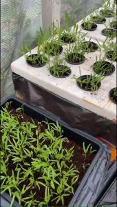 กระถาง 4 นิ้ว กระถางเพาะต้นกล้า ปลูกกผัก ปลูกดอกไม้ กระถาง (**4 นิ้ว**) ปลูกผักในกล่องโฟม