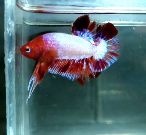Amargeddon Vanda Halfmoon Plakat HMPK Betta Fish / Ikan Laga/ 斗鱼 (Not random fish)15