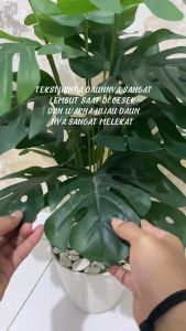 DAUN MONSTERA ARTIFISIAL JUMBO POT BUNGA MONSTERA 18 CABANG DAUN ARTIFICIAL DEKORASI BUNGA HIAS MURAH BAYAR DI TEMPAT