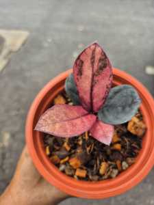 Zamioculcas Zamiifolia Raven Pink Variegatedจำหน่ายแบบใบชำลุ้นด่างชมพูพร้อมปลูก