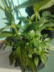 daun sambiloto segar yang banyak manfaat dan khasiatnya harga 25000 200 gram