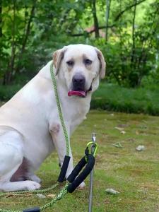 CAMPINGMOON K45 Bold 420 Stainless Steel Pet Ground Nail Dog Leash Camping Nail Camping Accessories Rotating Dog Stake