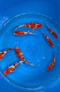 🇯🇵 Japan Momotaro Sanke 20-25cm RM588 per koi