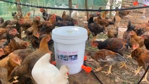 Máng Uống Nước Tự Động Cho Gà Ngan Vịt Gắn Thùng Sơn Dùng Tiện Lợi.