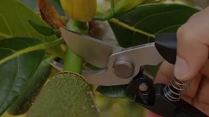 Gunting Dahan Premium Multifungsi / Ranting / Tanaman / Pohon Stek Bonsai Taman Pruning Shear Scissors Merah Hitam