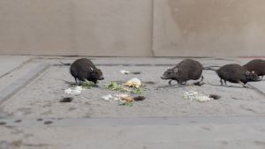 Hanpet - Combo 1 hộp 5 gói x 20 viên Thuốc Diệt Chuột Storm CHỐNG ĐÔNG MÁU - THUỐC CHUỘT Kẹo diệt chuột sinh học