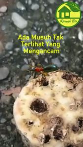FEROMON LANAS pengendali efektif hama penggerek ubi boleng Cylas formicarius
