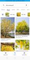 ต้นราชพฤกษ์หรือคูนเหลือง(1ชุด10ต้น). 