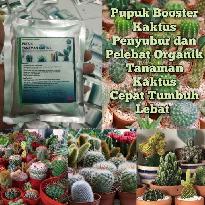 Pupuk Organik Tanaman Kaktus Booster Kaktus Cepat Tumbuh Tunas Lebat pupuk  Tanaman Kaktus Cepat Besar | Lazada Indonesia