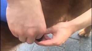 Reflective Dog Harness Vest: Adjustable & Breathable for Small/Medium and Large Dogs