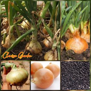 10 BUTIR BIJI/BENIH BAWANG BOMBAY UTAH