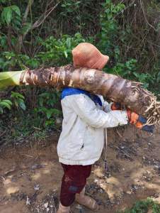 Củ bạc hà núi -núi Cô Tô 10kg hàng tuyển