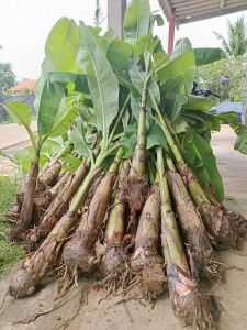 หน่อกล้วยหอมทองเพชรบุรี ท่ายาง💯 ขุดใหม่ตามออเดอร์ 20 หน่อ