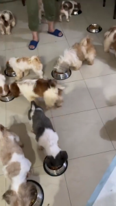 430g Luscious Bare Kitchen Paste Wet Food Can Chunks Dog Dogs All Stages Adult Puppy Pet Meal