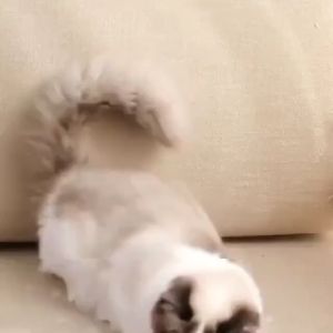 Material Hair Remover And Reusable Plush Roller Cat And Dog Hair Remover Suitable For Furniture Sofas Carpets Clothes And Bedding - Portable Multi Surface Hair Remover Tool