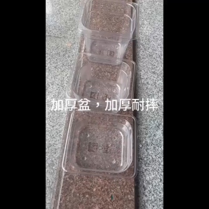 PET portions flip jam box plastic transparent pearl seasoning box milk tea commercial