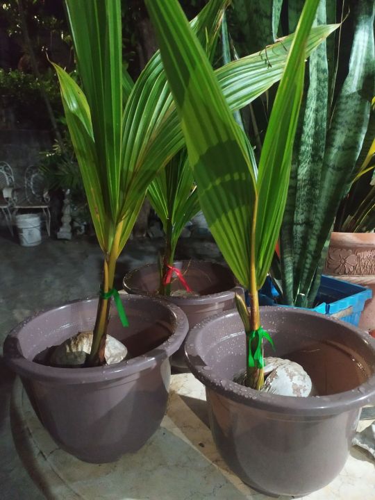 Bonsai Coconut tree | Lazada PH
