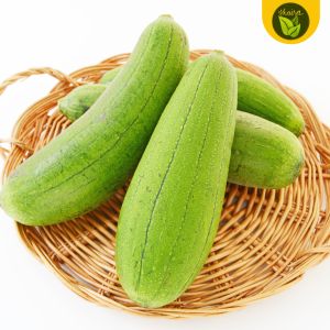 binhi 50 seeds for planting vegetable patola vine plant
