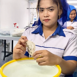 Sarang Burung Walet SUDUT Kotor 100% Asli - Harga per Gram Kualitas Terjamin
