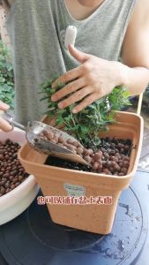 เม็ดดินเผา มวลเบา ดินเผามวลเบา Popper ป๊อปเปอร์ 13510 ลิตร หินป๊อปเปอร์ (Popper) popper S M L XL XXL 2XL หินโรยหน้า ล่อราก