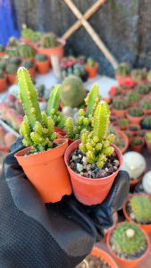 Fairy Castle Cactus / 万重山仙人掌